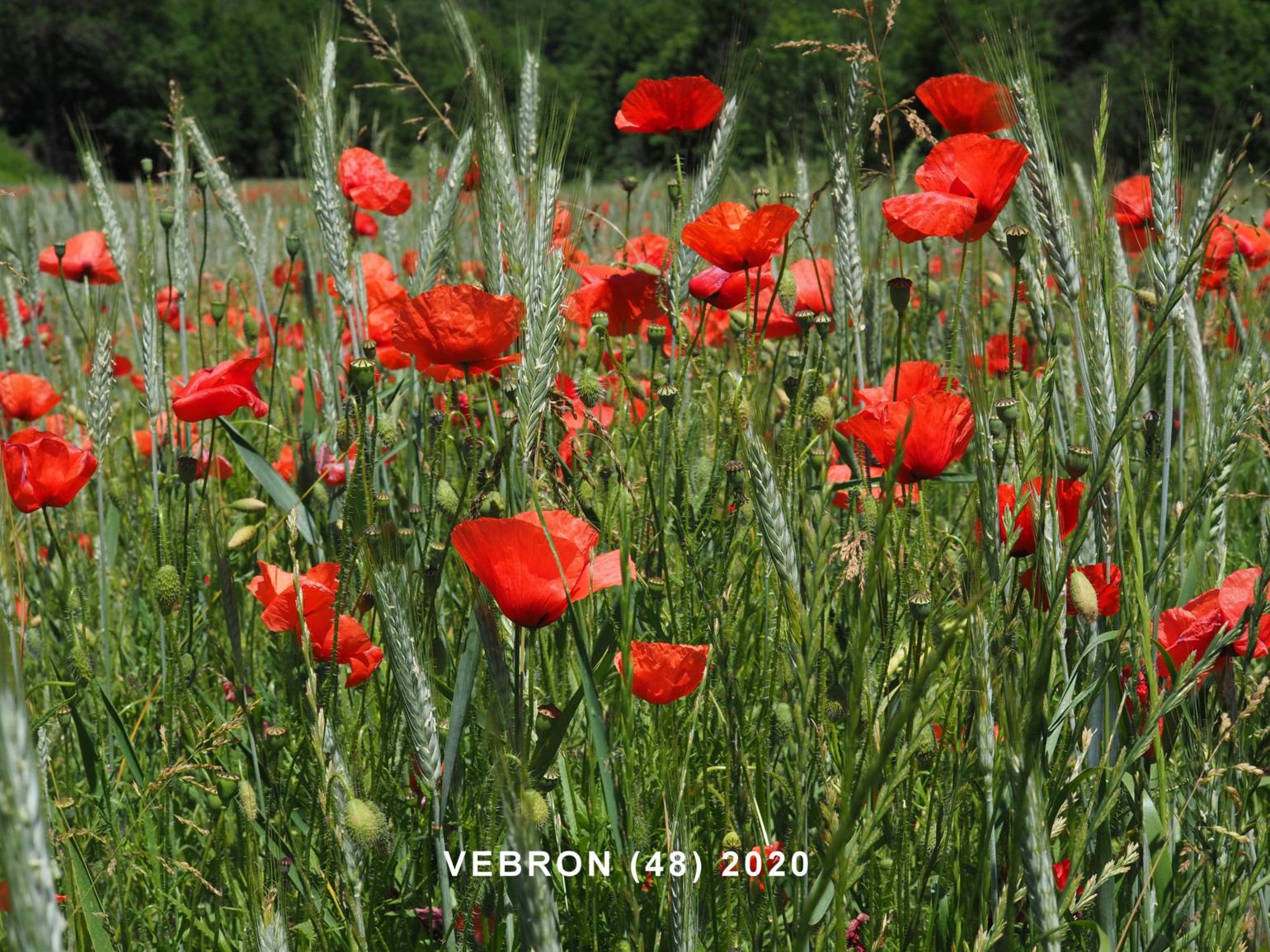 Poppy, Long-headed